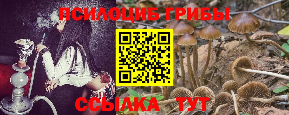Псилоцибиновые грибы Cubensis Черногорск